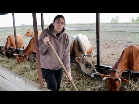 Видео: РЫДАЮ😭 РАССТАЮСЬ С КОРМИЛИЦАМИ. ВЫБИРАЮ КОРОВ НА ПРОДАЖУ...