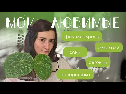 Видео: Мои фавориты среди: хой, алоказий, филодендронов, бегоний и папоротников.