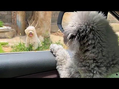 Видео: Прикованный жару 40°C,бишон грустно смотрел на мою собаку,жаждал уйти мной,но у него уже есть хозяин