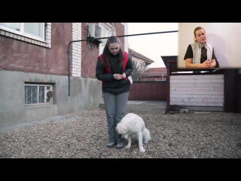 Видео: Дрессировка щенка. Команда "ФУ".