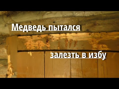 Видео: Тайга. Крупный хариус. Пеший поход.Медведь пытался залезть в избу.Рыбалка 2021.