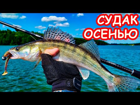 Видео: ЛОВЛЯ СУДАКА ОСЕНЬЮ. РЫБАЛКА НА СПИННИНГ