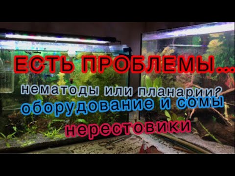 Видео: ЕСТЬ НЕСКОЛЬКО ПРОБЛЕМ. Что ж за гадость завелась? Планарии или нематоды? ОБОРУДОВАНИЕ. МАЛЁК 181.