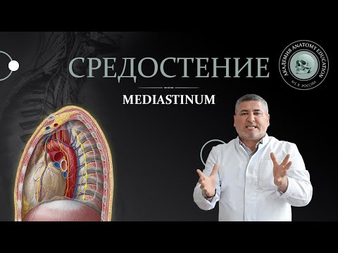 Видео: Средостение / MEDIASTINUM