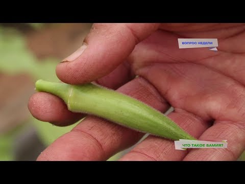 Видео: Бамия - это что? Отвечаем на вопрос от зрителя