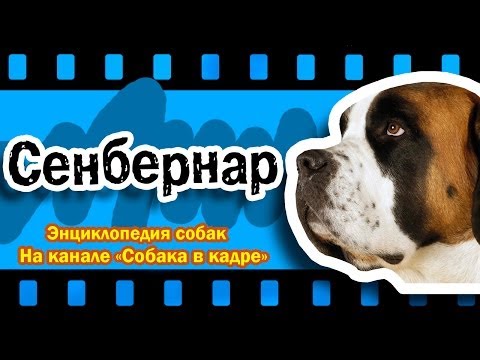 Видео: Сенбернар (Молоссы). Энциклопедия пород собак.