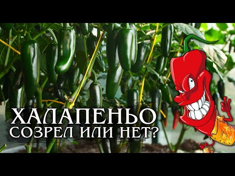 Видео: Перец Халапеньо. Как определить зрелость?