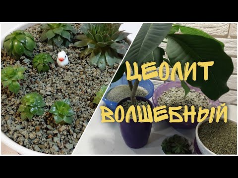 Видео: Волшебный ЦЕОЛИТ применение для растений ПОЛЬЗА Цеолит для растений Цеолит для комнатных растений