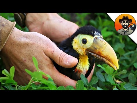 Видео: СПАСЕНИЕ ТУКАНА / Койот Питерсон на русском