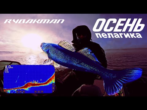 Видео: Десногорск. Судак. Осень. Пелагика.Паноптикс.