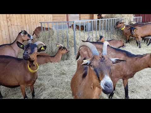 Видео: Козы французской фермы Chèvrerie de l'Est