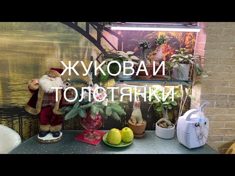 Видео: Обзор растений январь 2023 г.