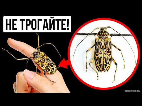 Видео: Вот что случится, если вы дотронетесь до этого насекомого