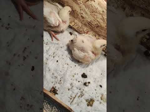 Видео: Надо все менять и переделывать