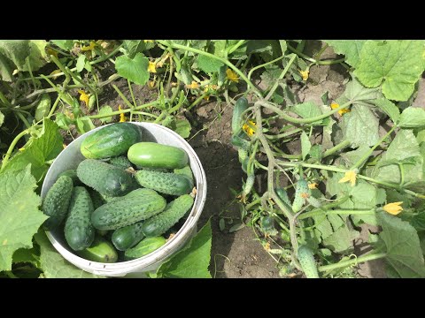 Видео: Хворіють огірочки... ЧИМ МОЖНА ДОПОМОГТИ РОСЛИНАМ.?!