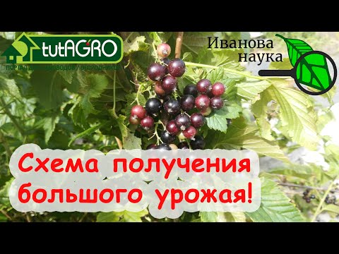 Видео: У МЕНЯ ОТЛИЧНЫЙ УРОЖАЙ СМОРОДИНЫ и КРЫЖОВНИКА и вот почему. Сделайте ТАК и у вас будет то же самое!