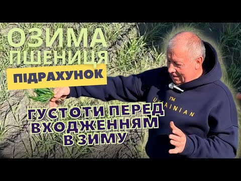 Видео: ОЗИМА ПШЕНИЦЯ | ПІДРАХУНОК ГУСТОТИ перед входженням в зиму...