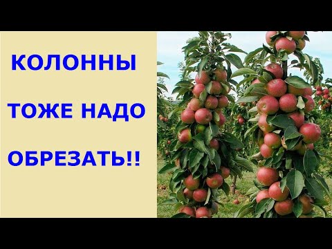 Видео: Подробно об обрезке колонновидных яблонь