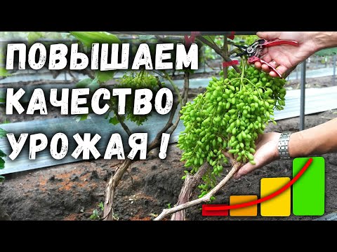 Видео: Нормировка винограда гроздями
