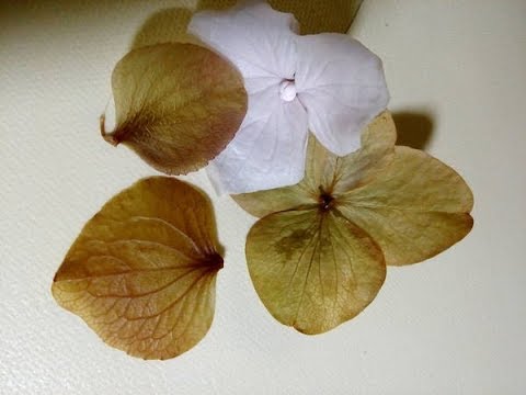 Видео: Мастер Класс Молд Гортензии из законсервированного лепестка  МК от Риты:))