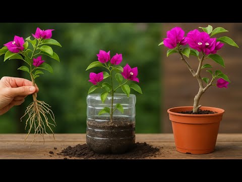 Видео: 🌺 Бугенвиллея: легкое размножение черенками (быстрое укоренение)