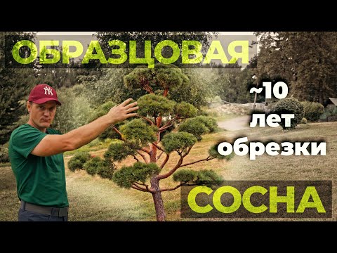 Видео: Результат 10 лет обрезки сосны НИВАКИ