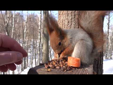 Видео: Покормил белок / Fed the squirrels