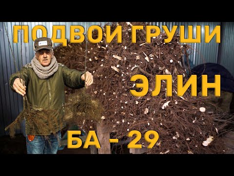 Видео: Груша. История про подвои