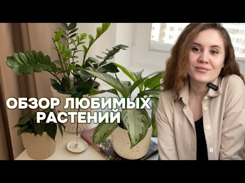 Видео: Обзор любимых комнатных растений, растения на кухне и в спальне