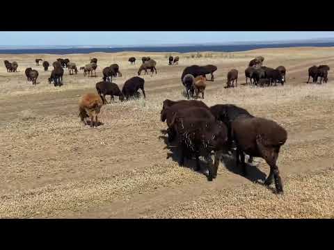 Видео: Ягнята 2024