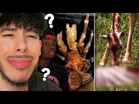 Видео: КАК ШКОЛА ЛГАЛА НАМ О ПРИРОДЕ! | Casual Geographic Reaction