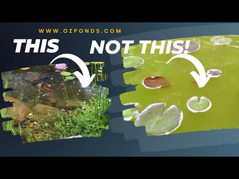 Видео: Исправить зеленую воду в пруду