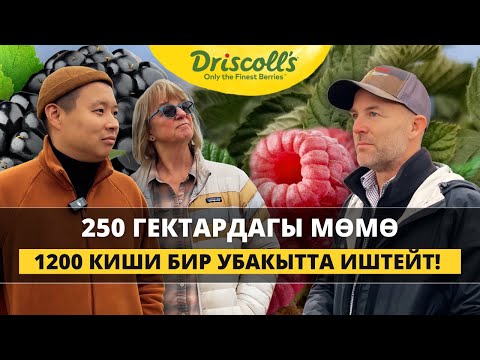 Видео: Терилбей калган Маравилла малина| Дрисколлс ишканасынын талаасы