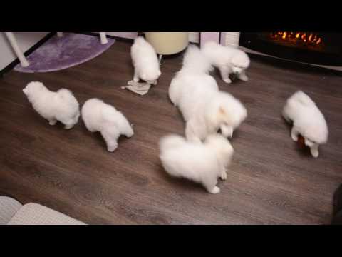 Видео: Щенки Самоеда.