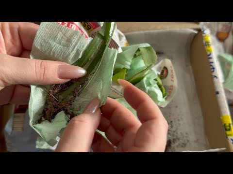 Видео: Новинки суккулентов.
