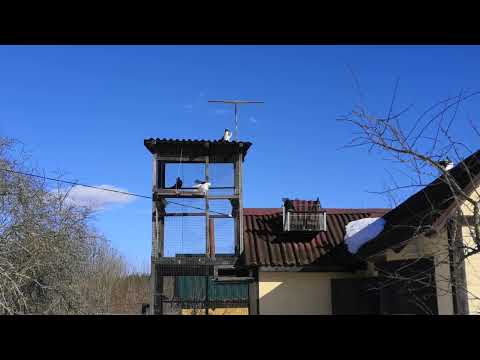 Видео: Статные голуби. Весенний сезон открылся