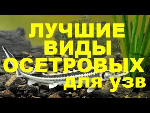 Видео: ЛУЧШИЕ ВИДЫ ОСЕТРОВЫХ ДЛЯ УЗВ