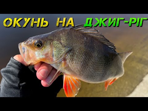 Видео: ✅ОКУНЬ лупить ДЖИГ-РІГ | Ловля Окуня Навесні✅