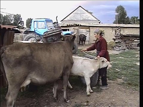 Видео: Қарасаз Қанат бауырымыздікінде New