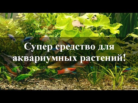 Видео: Повышение активности роста аквариумных растений: мои проверенные приемы!