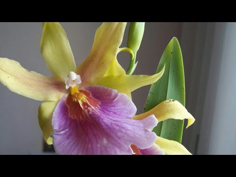 Видео: Очень легкая орхидея Мильтония САНСЕТ (Miltonia "Sunset") и небольшой обзор моих орхидей часть 1
