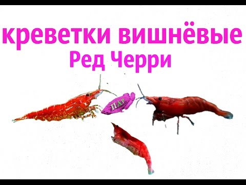 Видео: Креветки вишенки с нуля.Ред Черри.Neocaridina Heteropoda var. Red