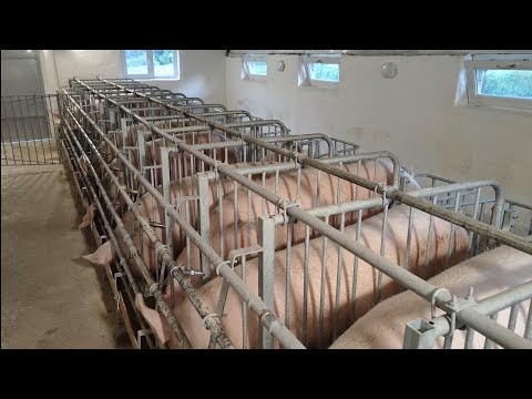 Видео: Доробили. Запустили. Відділ ОСІМЕНІННЯ СВИНОМАТОК