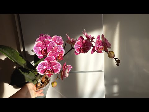 Видео: Цветение орхидей. 22.01.25