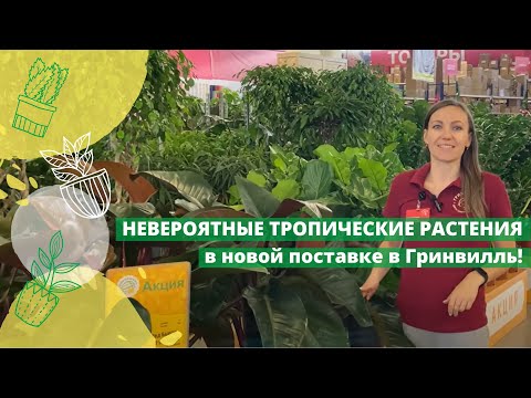 Видео: Невероятные тропические растения в новой поставке в Гринвилль!
