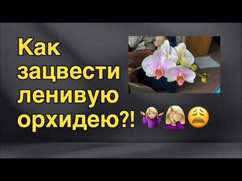 Видео: Стимуляция на цветение орхидей-тугодумов! 😈🌸