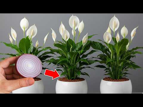 Видео: Всего один ломтик лука может заставить антуриум взорваться множеством прекрасных цветов.