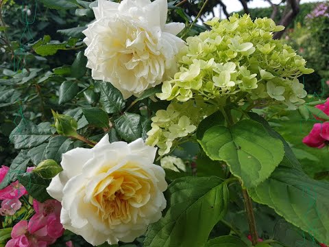 Видео: ПОРА! Пора делить, сажать и ПЕРЕСАЖИВАТЬ РАСТЕНИЯ! Закладка НОВОГО цветника!