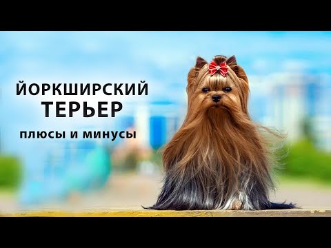 Видео: ЙОРКШИРСКИЙ ТЕРЬЕР. Плюсы и минусы породы собак йорик, йорк, Yorkshire Terrier