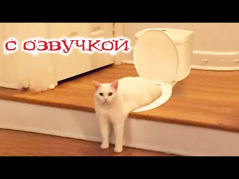 Видео: Приколы с котами с озвучкой! САМЫЕ СМЕШНЫЕ ЖИВОТНЫЕ! ДО СЛЁЗ!